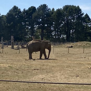 ZSL Whipsnade Zoo - Elephant as seen from the train - Zoos Near Me - Dunstable, CBF ZSL Whipsnade Zoo - Elephant as seen from the train - Zoos Near Me - Dunstable, CBF