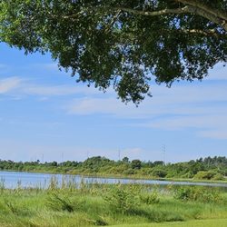 Lake Damon - Undeveloped area on the far shore with lots of wildlife!