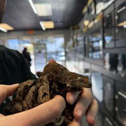 Beasts of Prey Reptiles