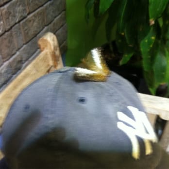 Long Island Aquarium - The butterfly landed on my head in the butterfly room. He must be a Yankee fan, too. - Aquariums Near Me - Riverhead, New York Long Island Aquarium - The butterfly landed on my head in the butterfly room. He must be a Yankee fan, too. - Aquariums Near Me - Riverhead, New York