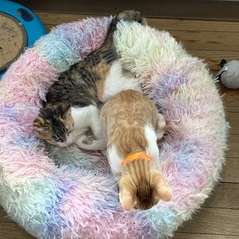 Give Purrs a Chance - Sweetest little duo from the kitten room - Pet Adoption Near Me - Berkeley Springs, West Virginia Give Purrs a Chance - Sweetest little duo from the kitten room - Pet Adoption Near Me - Berkeley Springs, West Virginia