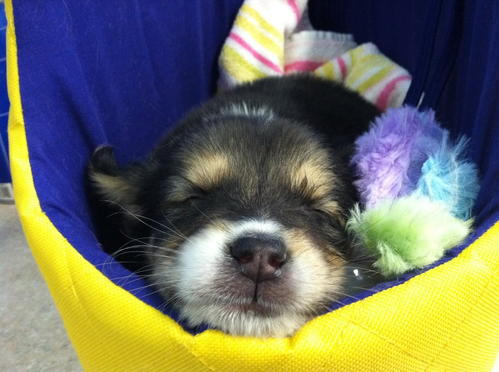 The Marvelous Mutt Pet Spa Image