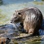 Photo of RM Wildlife and Pest Solutions