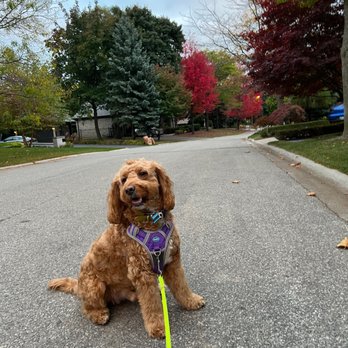 Dogease Puppy & Dog Training - Pet Training Near Me Dogease Puppy & Dog Training - Pet Training Near Me