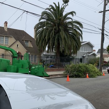 MS Tree Services - Tree Services Near Me - Vallejo, California MS Tree Services - Tree Services Near Me - Vallejo, California