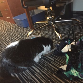 Hampton Inn - Cat friendly - Hotels Near Me - York, Nebraska Hampton Inn - Cat friendly - Hotels Near Me - York, Nebraska