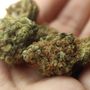 Photo of PLUG Cannabis Weed Delivery