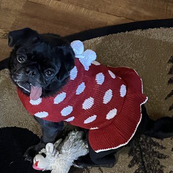 Pug Nation Rescue - This is Millie age 10.  I adopted her about 3 months ago.  We are so in love with her. - Animal Shelters Near Me - Gardena, California