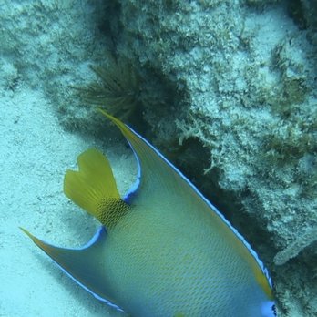 Captain Hook's Looe Key Reef Adventures & Strike Zone Charters - Queen Angel - Scuba Diving Near Me - Big Pine Key, Florida