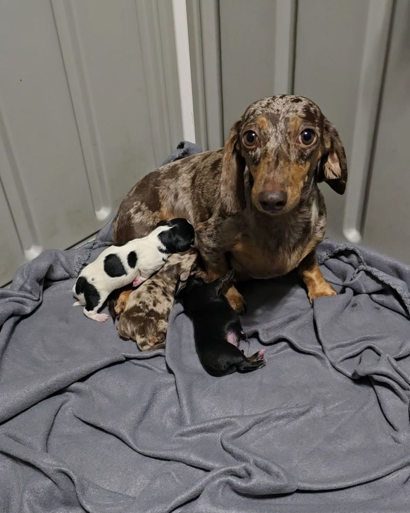 RIVER REGION ANIMAL HOSPITAL- Dr. Shane Henry DVM Image