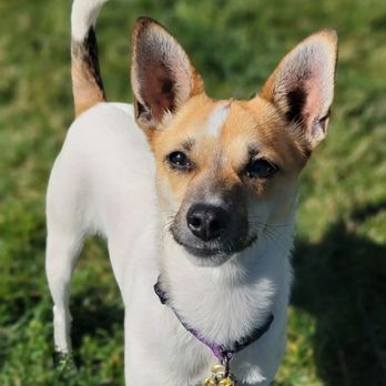 Heart & Mind K9 - Pet Training Near Me Heart & Mind K9 - Pet Training Near Me