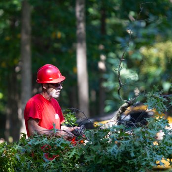 RVA Stumps - Tree Services Near Me - Henrico, Virginia