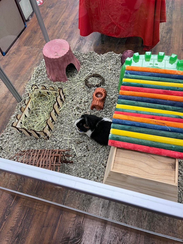 KAHOOTS PET STORE Updated July 2024 32 Photos & 55 Reviews 13414 Poway Rd, Poway