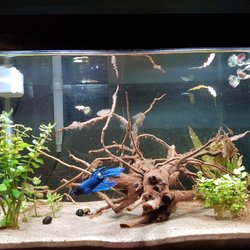 Aquarium Central - Our first aquarium, thanks to aquarium central!