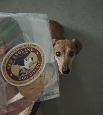 New England Dog Biscuit Company by null