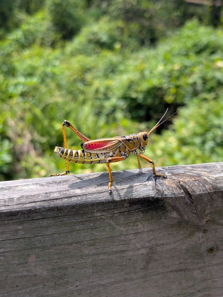 Oakland Nature Preserve Image