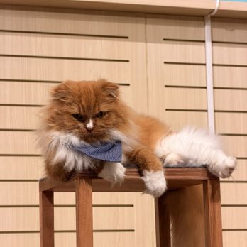 Cat Café MOFF - Cutie - Themed Cafes Near Me - Honolulu, Hawaii Cat Café MOFF - Cutie - Themed Cafes Near Me - Honolulu, Hawaii