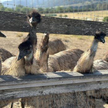 Ostrichland USA - Attraction Farms Near Me - Solvang, California Ostrichland USA - Attraction Farms Near Me - Solvang, California