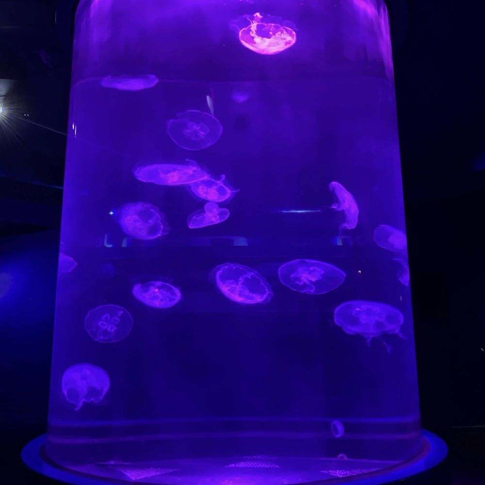 Maui Ocean Center - Aquariums Near Me - Wailuku, Hawaii Maui Ocean Center - Aquariums Near Me - Wailuku, Hawaii