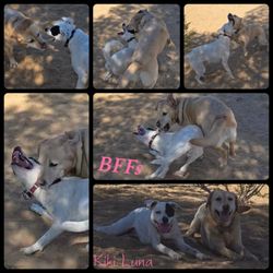Joshua Tree Pet Resort