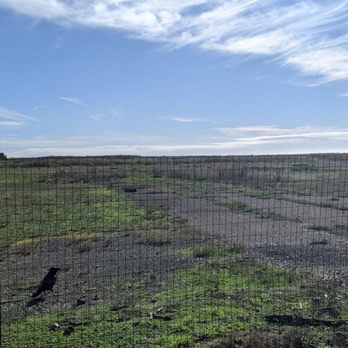 Glass Beach - Huge Ravens! - Beaches Near Me