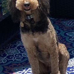 Katie's Grooming