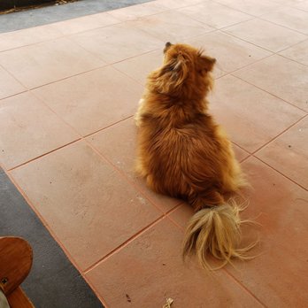 Island Pet Movers - Here is Snickers on the lanai. - Pet Transportation Near Me - Honolulu, Hawaii Island Pet Movers - Here is Snickers on the lanai. - Pet Transportation Near Me - Honolulu, Hawaii