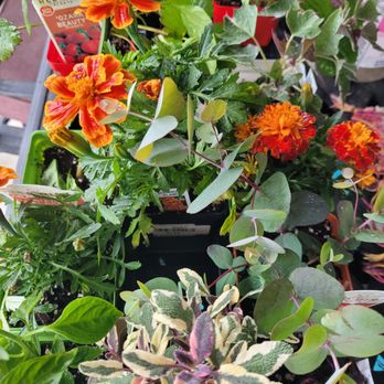 New Leaf Garden Center - Nurseries & Gardening Near Me - Owasso, Oklahoma New Leaf Garden Center - Nurseries & Gardening Near Me - Owasso, Oklahoma
