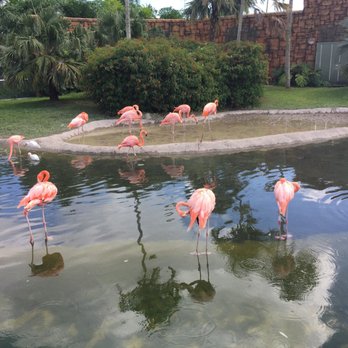 Zoo Miami - Zoos Near Me - Miami, Florida Zoo Miami - Zoos Near Me - Miami, Florida