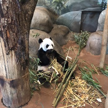 Memphis Zoo - Panda - Zoos Near Me - Memphis, Tennessee