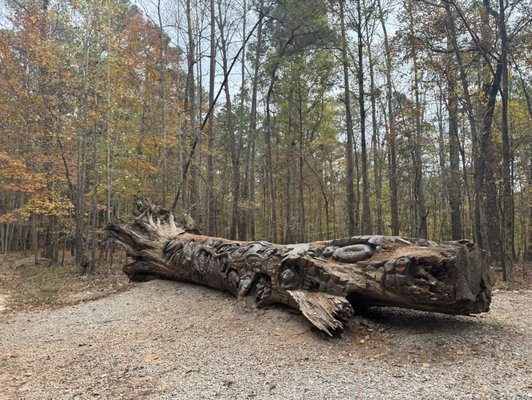 William B. Umstead State Park by null