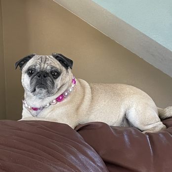 Bornagain Pet Salon - Bella, happy with her pedi - Pet Groomers Near Me - Trabuco Canyon, California