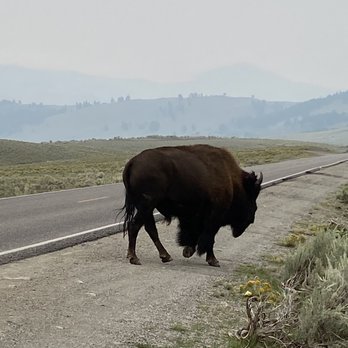 Lamar Valley - Bison - Hiking Near Me - Yellowstone National Park, Wyoming