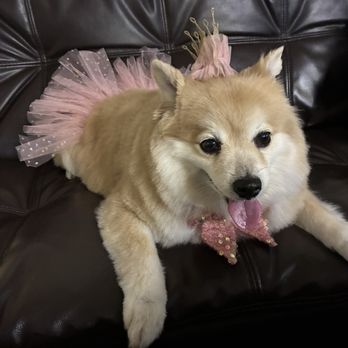 Barks In The Bay - Mocha in her birthday outfit that they gifted her after her birthday haircut! - Pet Groomers Near Me Barks In The Bay - Mocha in her birthday outfit that they gifted her after her birthday haircut! - Pet Groomers Near Me