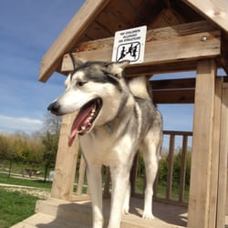 Universal City Dog Park - Moose on the awesome puppy playhouse!