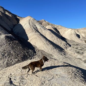 China Ranch Date Farm - Ranches Near Me - Tecopa, California