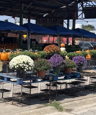【OK plant】 Big Plants Chicago