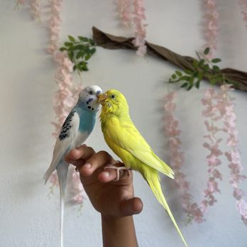 Breathe And Bloom Yoga - My bird Louie and Katie's Bird Pearido relax in the sun, surrounded by life-like trees she created. - Yoga Near Me - Santa Barbara, California Breathe And Bloom Yoga - My bird Louie and Katie's Bird Pearido relax in the sun, surrounded by life-like trees she created. - Yoga Near Me - Santa Barbara, California