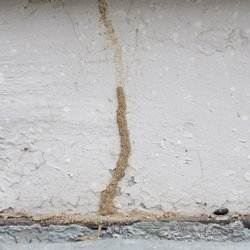 Green Machine Pest Control - Seeing Termite Tubes?? Call us immediately and we will come and perform a termite treatment!