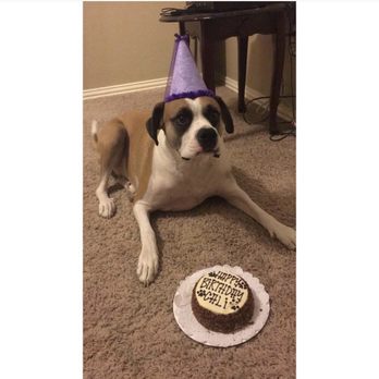 Three Dog Bakery - 4th birthday! - Pet Stores Near Me - Plano, Texas Three Dog Bakery - 4th birthday! - Pet Stores Near Me - Plano, Texas