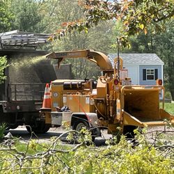 Cutler Tree - Chipping after tree prune