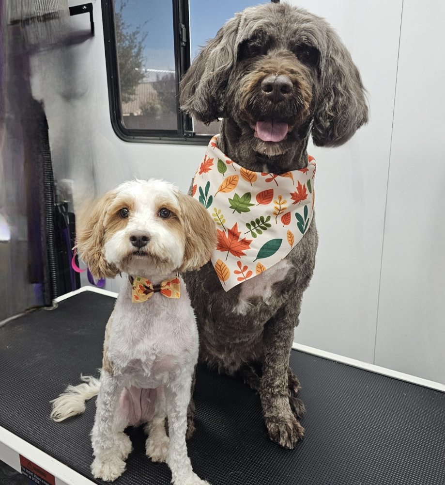 LAVISH LICKS - Updated January 2026 - 92 Photos & 14 Reviews - 8221 ...