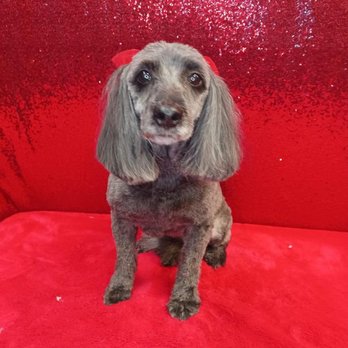 Beba Happy Tails - Aggressive Dog Grooming in Corona, NY - Pet Groomers Near Me - Queens, New York