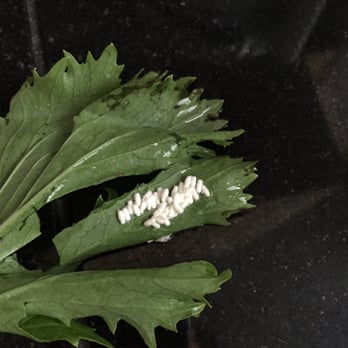 Oahu Fresh - Bugs on the food that was delivered. - Food Delivery Services Near Me - Honolulu, Hawaii
