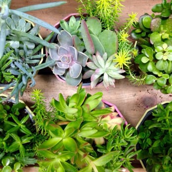 Trader Joe's - Low maintenance- Lovely succulents... - Grocery Near Me - Ventura, California Trader Joe's - Low maintenance- Lovely succulents... - Grocery Near Me - Ventura, California