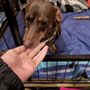 Photo of Stephanie’s Pet Nanny Service