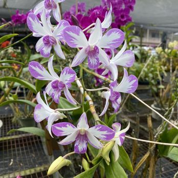 Olomana Orchids - Farms Near Me - Kaneohe, Hawaii Olomana Orchids - Farms Near Me - Kaneohe, Hawaii