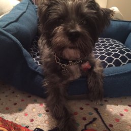 Jojo, happily at home. Jojo, happily at home.