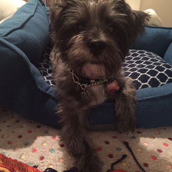 Priceless Pet Services - Jojo, happily at home. - Pet Sitting Near Me - New York, New York Priceless Pet Services - Jojo, happily at home. - Pet Sitting Near Me - New York, New York