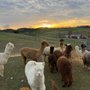 Photo of Ridge Valley Alpacas